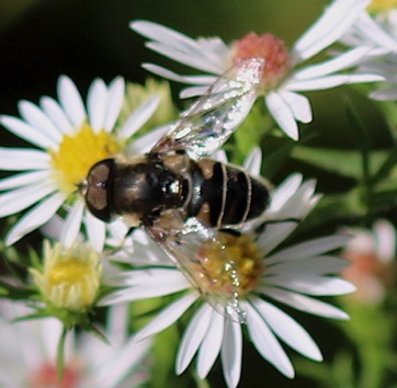 Orange-spined Drone Fly*
Eristalis tenax