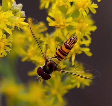 Oblique Streaktail*
Allograpta obliqua