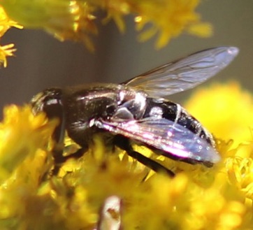 Black-shouldered Drone Fly*
Eristalis dimidiata