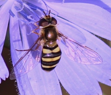 Yellow-legged Flower Fly*
Syrphus rectus