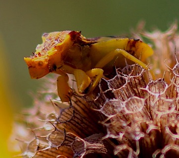 Ambush Bug