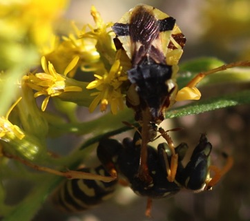 Ambush Bug feeding on Wasp