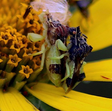 Male and Female 
Ambush Bugs