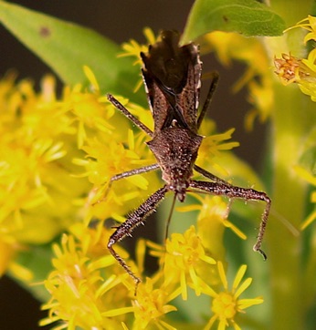 Spend Assassin Bug
Sinea diadema