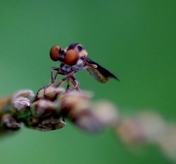 Gnat Ogres (very small)
Holcocephala spp.