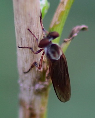 Gnat Ogres (very small)
Holcocephala spp.