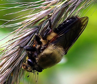 Robber Fly (bee mimic)
Laphria thoracica