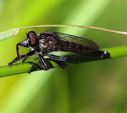 Robber Fly
Machimus notatus