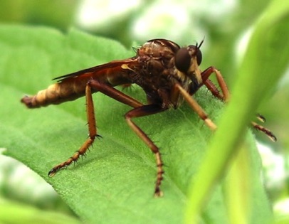 Hanging-thieves Robber Fly
Diogmites neotematus