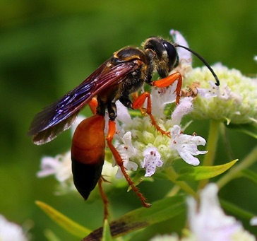 Great Golden Digger 
Sphex ichneumoneus