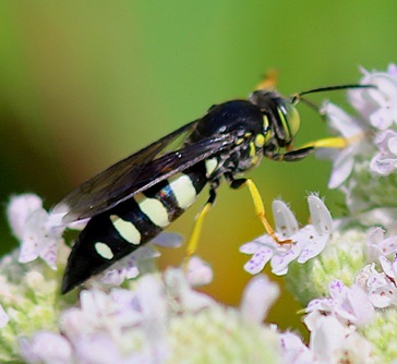 Sand Wasp (male)
Bicyrtes quadrifasciatus