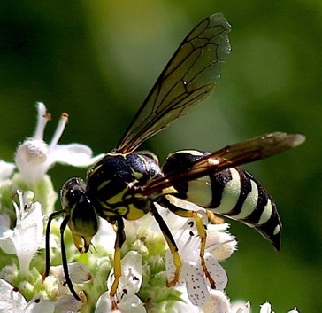 Sand Wasp
Bicyrtes quadrifasciatus