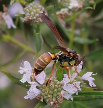 Unstable Paper  Wasp (native)
Polistes instabilis