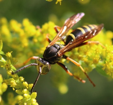 Northern Paper Wasp
Poloistes fuscatus