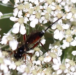 Ichneumonid Wasp
Pleolophus basizonus