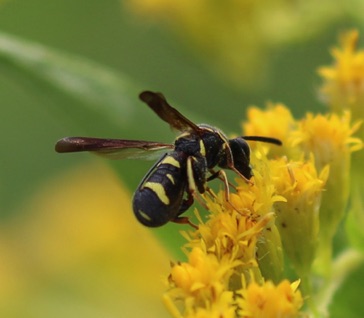 Chalcid Wasp (rare ISU)
Leucospis affinis