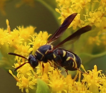 Chalcid Wasp (rare ISU)
Leucospis affinis