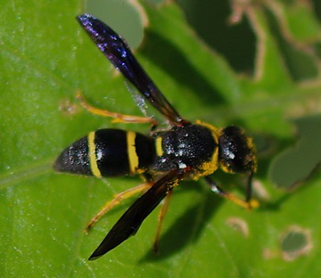 Potter Wasp