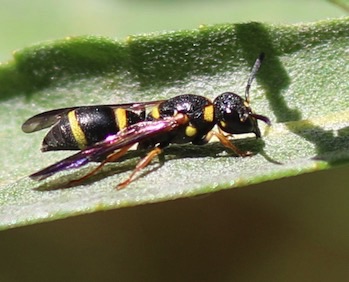 Potter Wasp
Parancistrocerus pensylvanicus