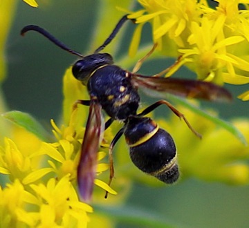 Potter Wasp
Ancistrocerus campestris