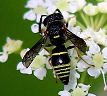 Potter Wasp